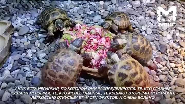 Черепахи сахалинского зооботанического парка отметили свой день