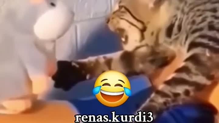 renas.kurdi3_2024-05-11-07-32-49_1715401969690.mp4