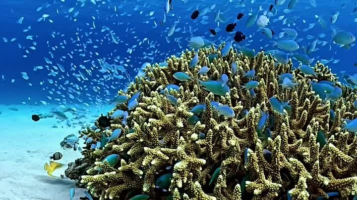 Подводный мир островов Керама. Окинава, Япония.