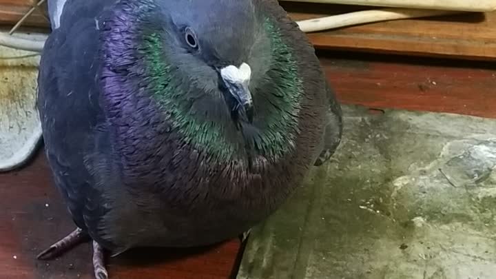 Птица злиться