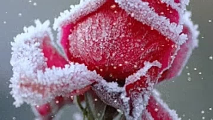 rose-snow