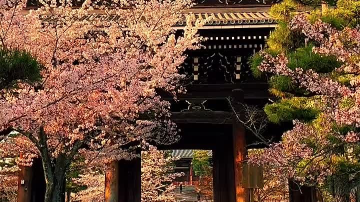 Храм "Конкаимкоме-дзи". Япония 