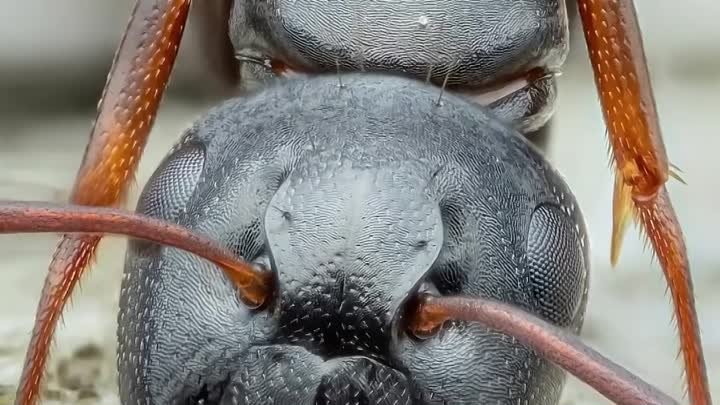 Страшное чудовище муравей https://ok.ru/housegarden