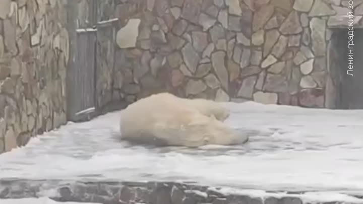 Белая медведица радуется снегу в Ленинградском зоопарке