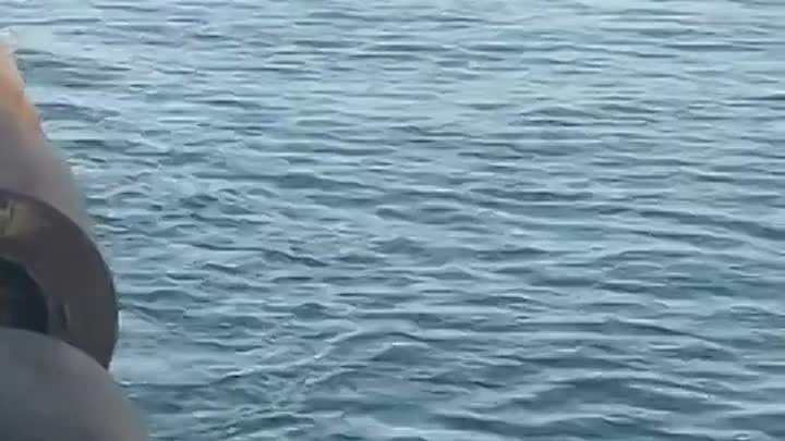 241601 Дельфины рыбачат в порту Сочи 