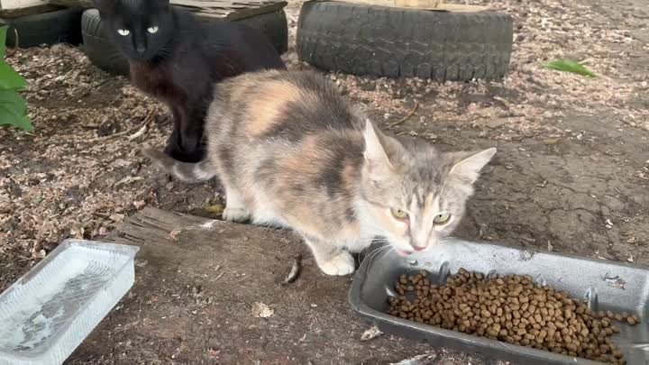 Уличные котята вышли подкрепиться