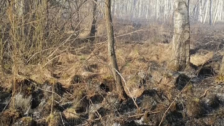 Лесные огнеборцы в Уярском районе за сутки ликвидировали три пожара