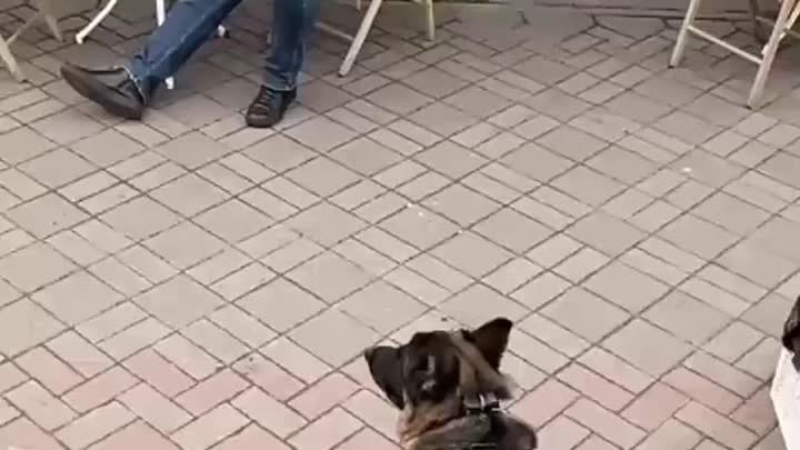 Какой умный пес