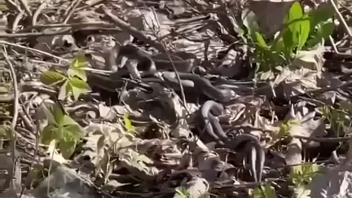 В петербургских парках активизировались змеи