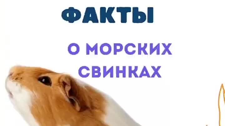 Интересные факты о морских свинках. Часть II .mp4