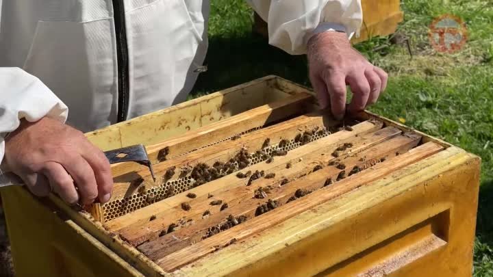 Нелегкий труд пчеловодов
