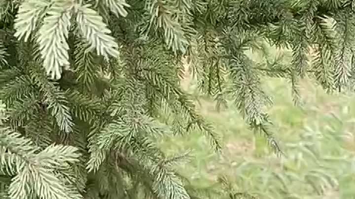 VID_20240424_090304.mp4