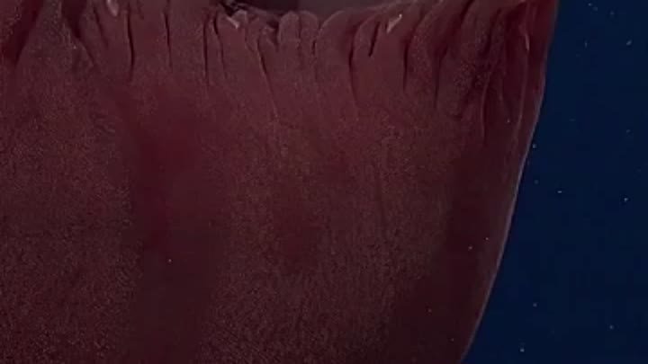 Медуза 