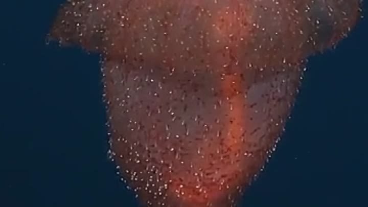 Морской огурец Enypniastes eximia.