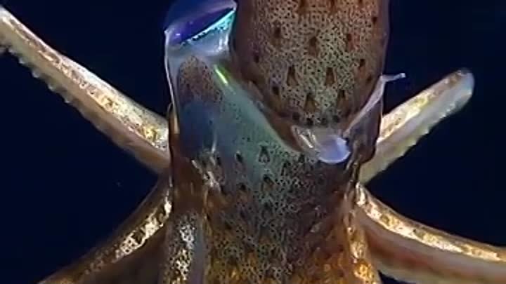Клубничный кальмар