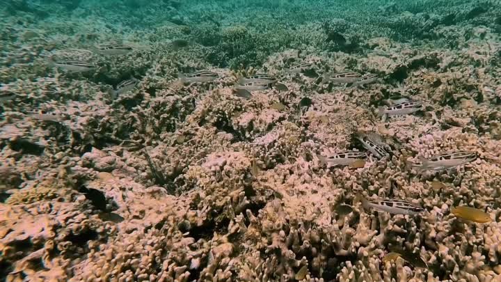 Коралловый риф - видео для кошек - подводное видео для кошек 🐠