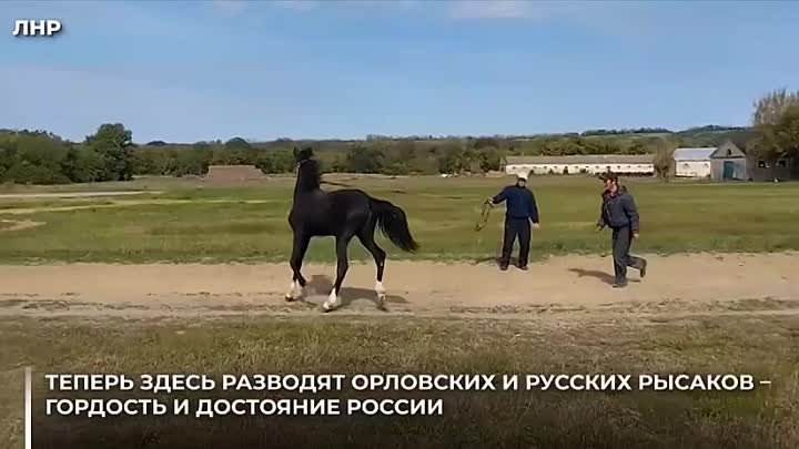 🇷🇺В Луганской Народной Республике возрождают  племенное коневодств ...