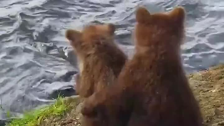 Милые медвежата