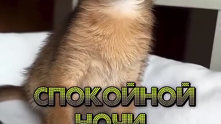 Доброй ночи😽