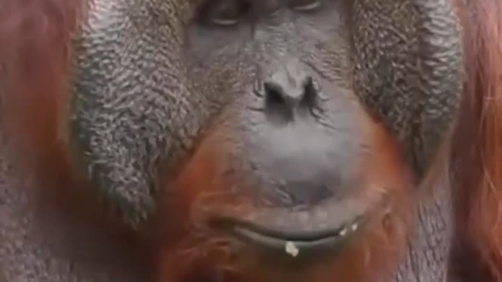 Как человек использует способности орангутангов