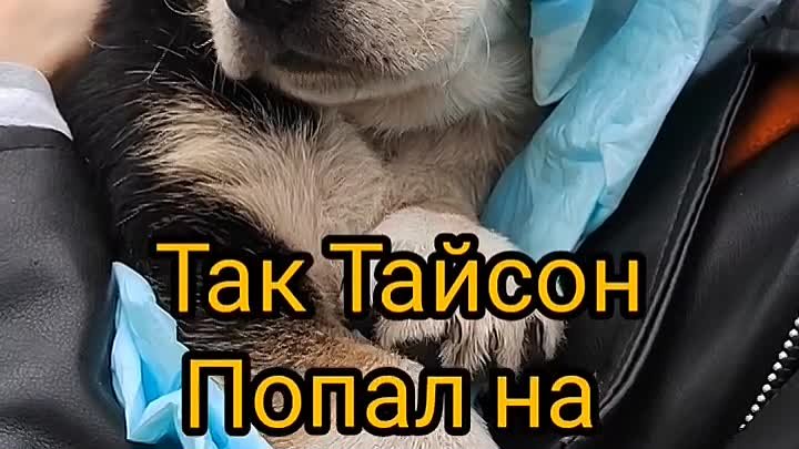 Видео от 🐈Пушистый Кошарик🐕