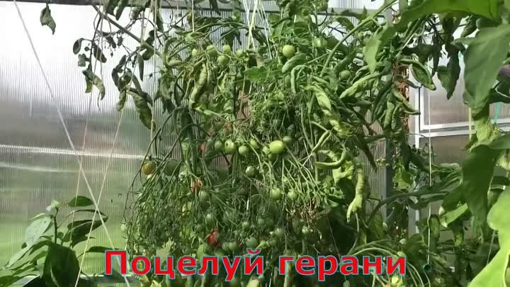 Все наши сорта томатов с описанием