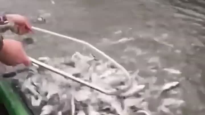 Рыбаки придумали очень интересный способ ловли рыбы