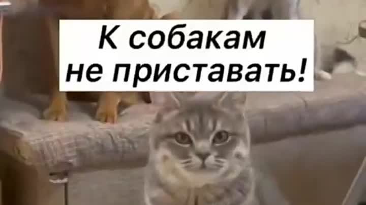 Видео от Ёшкин Кот.