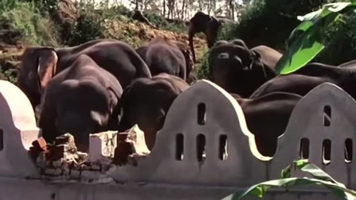 Кing Crimson- Elephant Talk (1981)