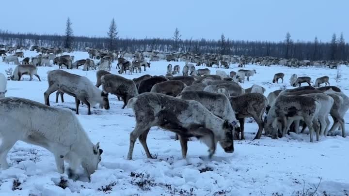 пробка из оленей