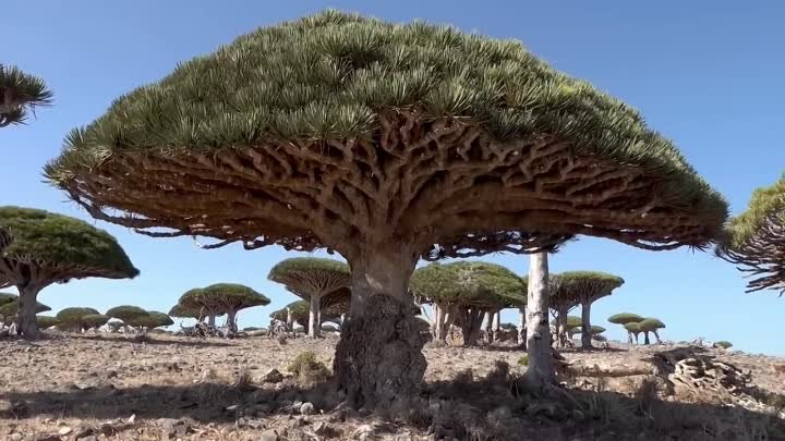 10 Невозможных Деревьев, Которые Реально Существуют
