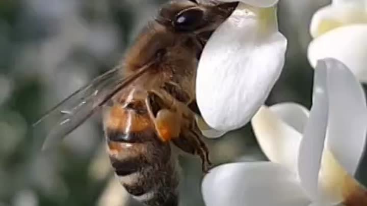 🐝 В мире существует около 21 тысячи видов пчёл.