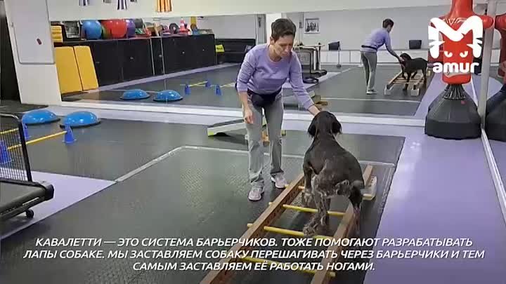 В Артёме девушка ставит на лапы собак с помощью массажей и тренировок
