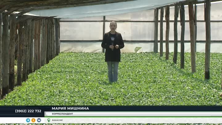 Фермеры Хакасии продолжают сажать овощные культуры