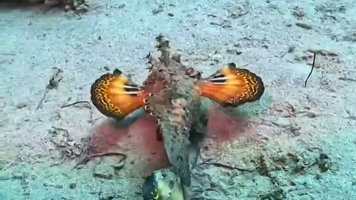 Красноморская скорпионная рыба