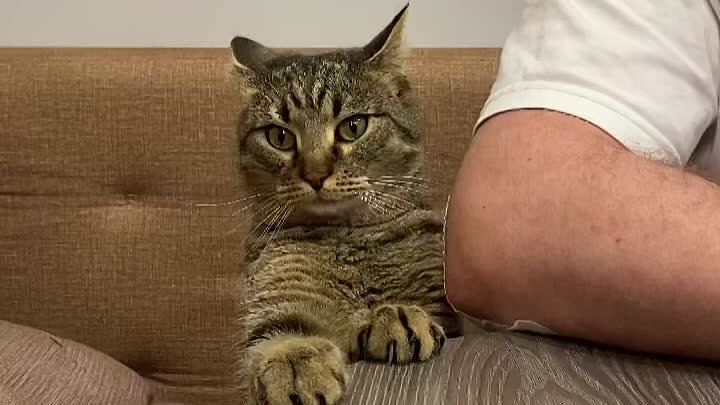 #funny #cat #шортс #юмор #animals #котики #смешно #shorts