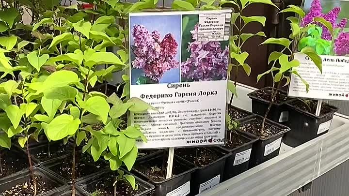 🌸Новое поступление сиреней💜
Самые красивые и необыкновенные сорта  ...