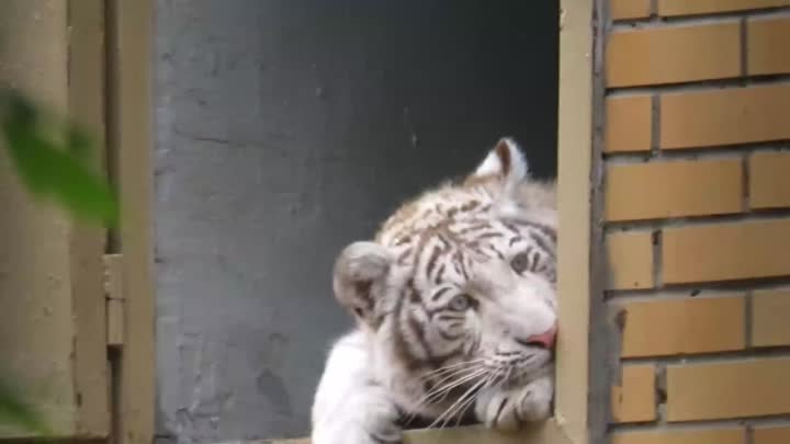 Белый тигренок задумчиво устроился у окна — милое видео из зоопарка