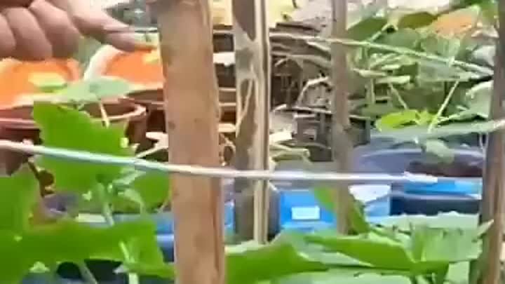 Такой способ выращивание огурцов подойдёт даже для балкона квартиры! ...