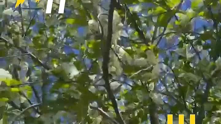 В Петербурге цветет черемуха