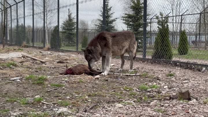 ВОЛКУ Акеле принесли в жертву Ягненка.