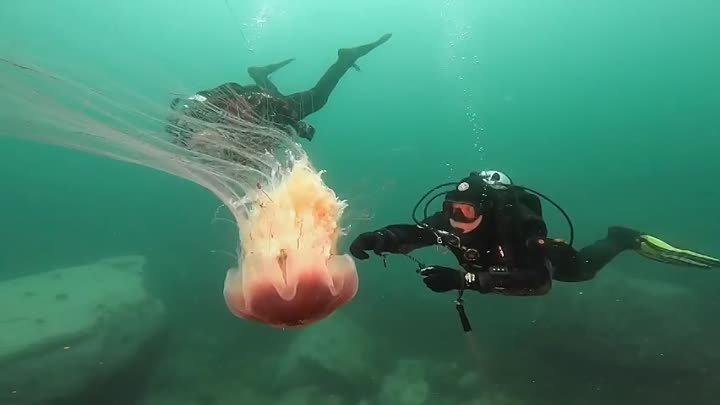 подводный мир острова Монерон.