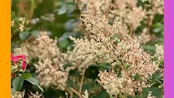 Гигант, который вас покорит 😻