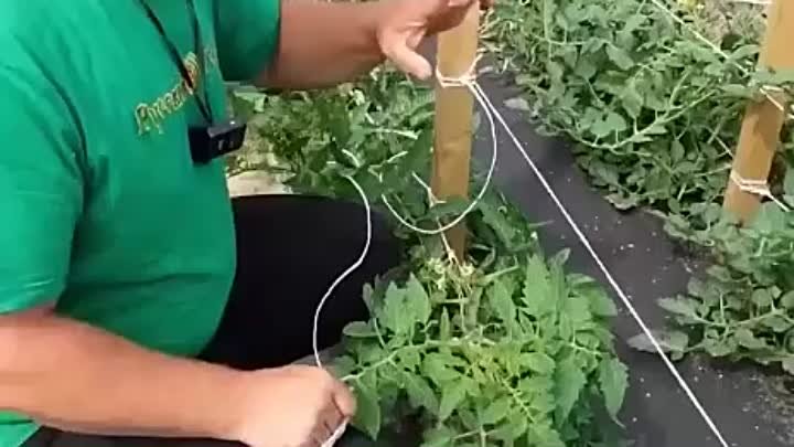 Как быстро подвязать томаты