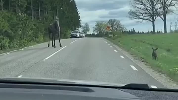 Какие же водители молодцы, лосенок видно новорождённый. Люди ведь те ...