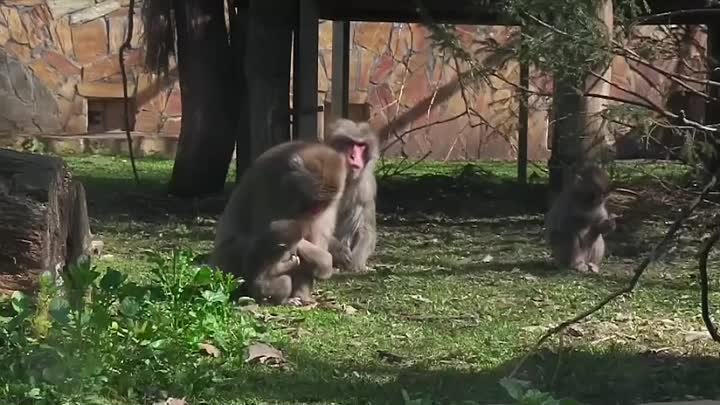 В Ленинградском зоопарке у японских макак родился третий детёныш