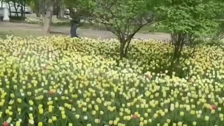 Поляна тюльпанов в Ростове