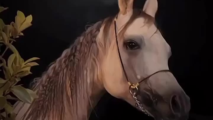 Прекрасная ночь. Арабская лошадь. Серая масть.