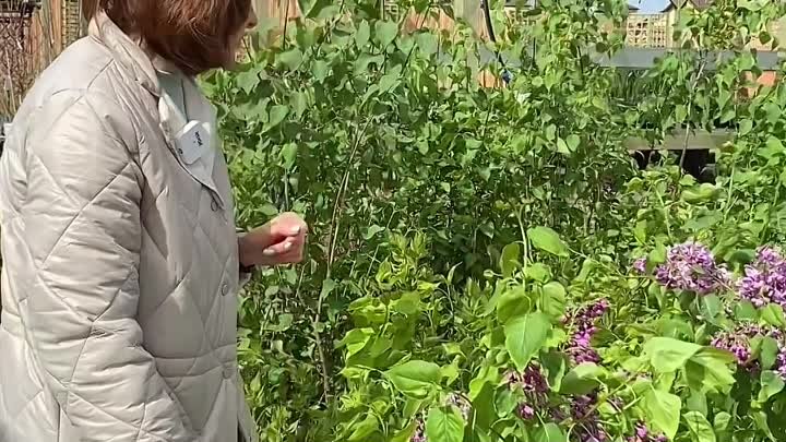 Небольшой видеообзор из нового поступления🌸😊
Напоминаем☝️Садовый ц ...