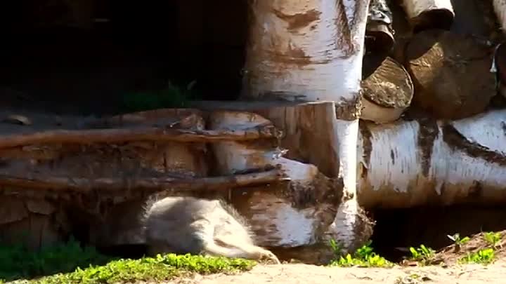 Белые волчата родились в зоопарке Ижевска